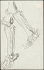 click for a larger image of item #33979, Bones Of An Elephant's Leg